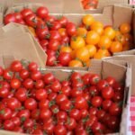 boxes of tomatoes